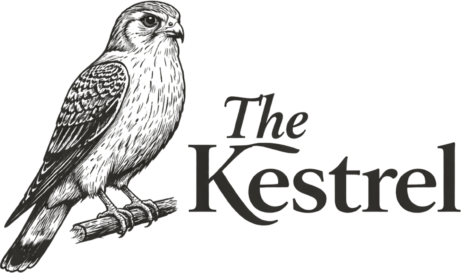 The Kestrel, engraved specimen plate